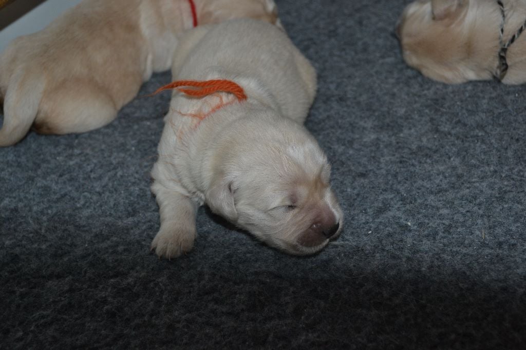 des Alten de la Burgerie - Chiots disponibles - Golden Retriever