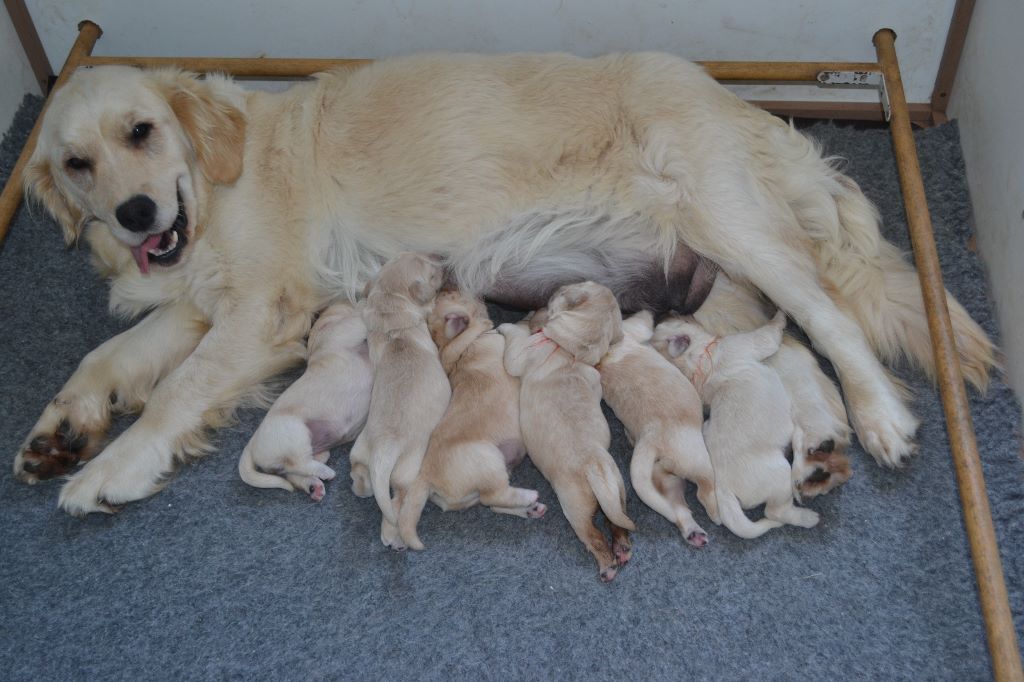 des Alten de la Burgerie - Golden Retriever - Portée née le 18/06/2018