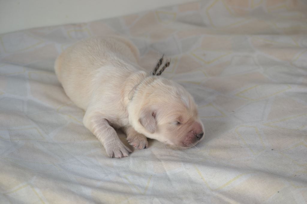 des Alten de la Burgerie - Chiots disponibles - Golden Retriever