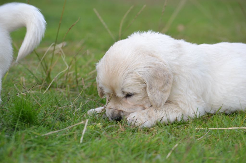 des Alten de la Burgerie - Chiots disponibles - Golden Retriever