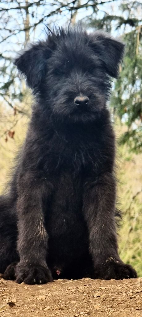 de laouen ki - Chiot male disponible