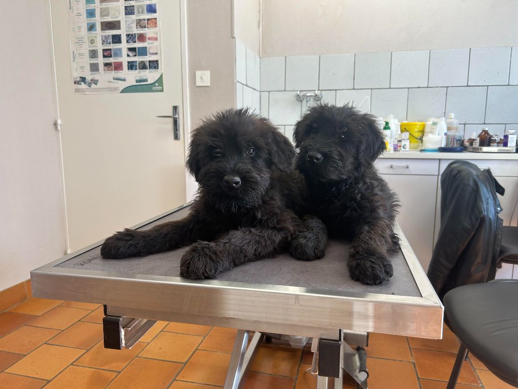 de laouen ki - Un chiot male disponible