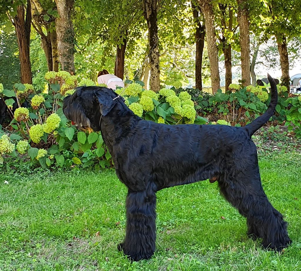 de laouen ki - Toujours TOP éleveur et TOP chien 2022