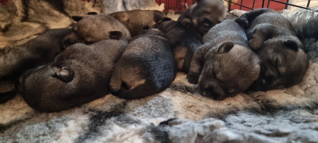 de laouen ki - Les bébés bientôt 15 jours.... 