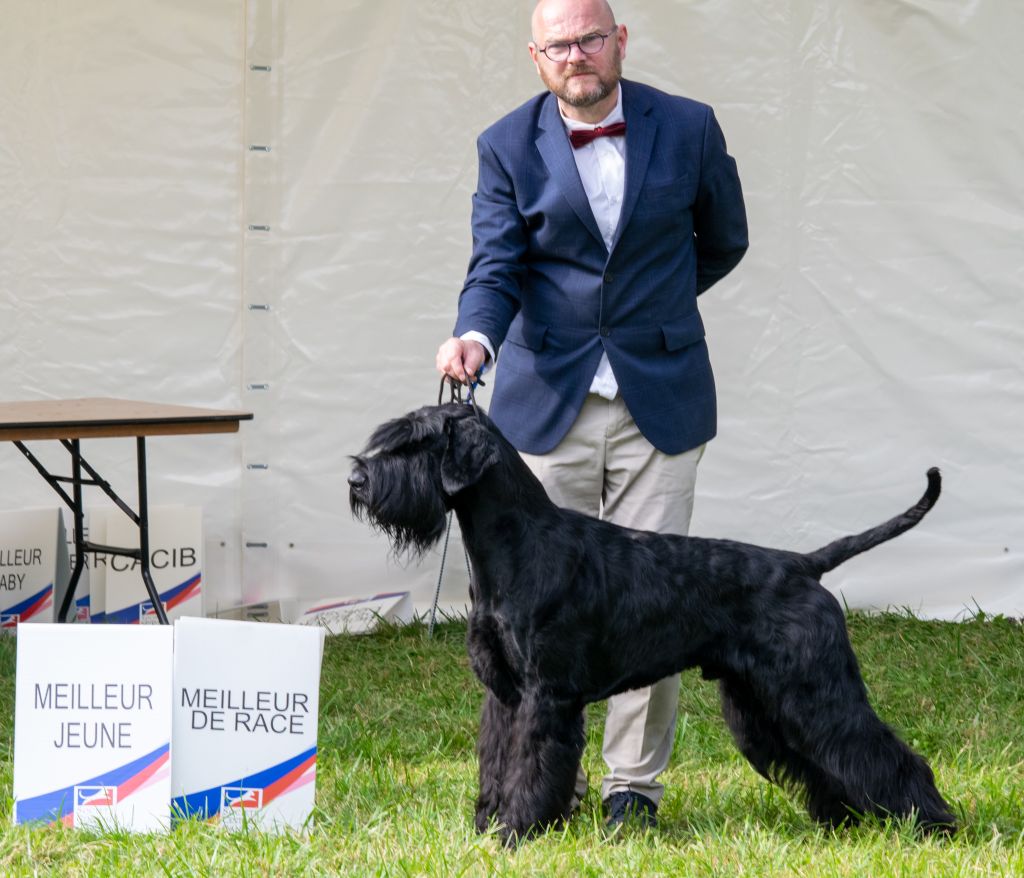 de laouen ki - 2021 Meilleur Elevage de Schnauzer Géant Noir en France