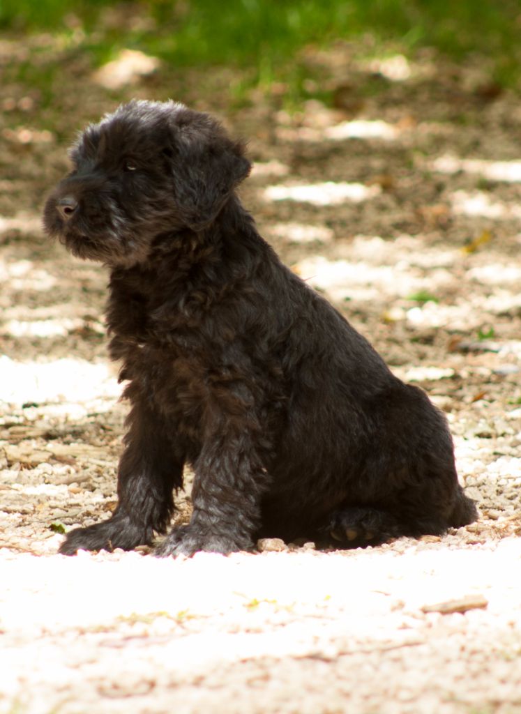 de laouen ki - Bébé male disponible