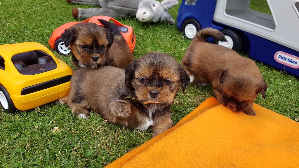 de l'éperon des Cosmiques - Lhassa Apso - Portée née le 14/05/2017