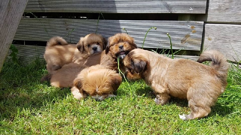 de l'éperon des Cosmiques - Lhassa Apso - Portée née le 10/04/2016