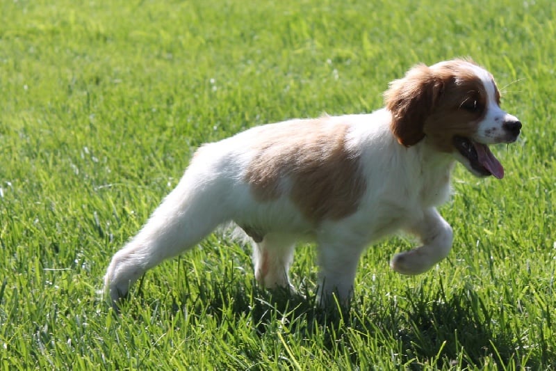 Chiot Epagneul Breton du Canal de Lunel