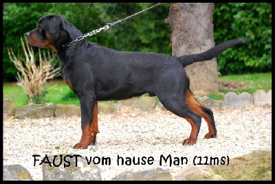 Vom hause man - Naissance des chiots !:)