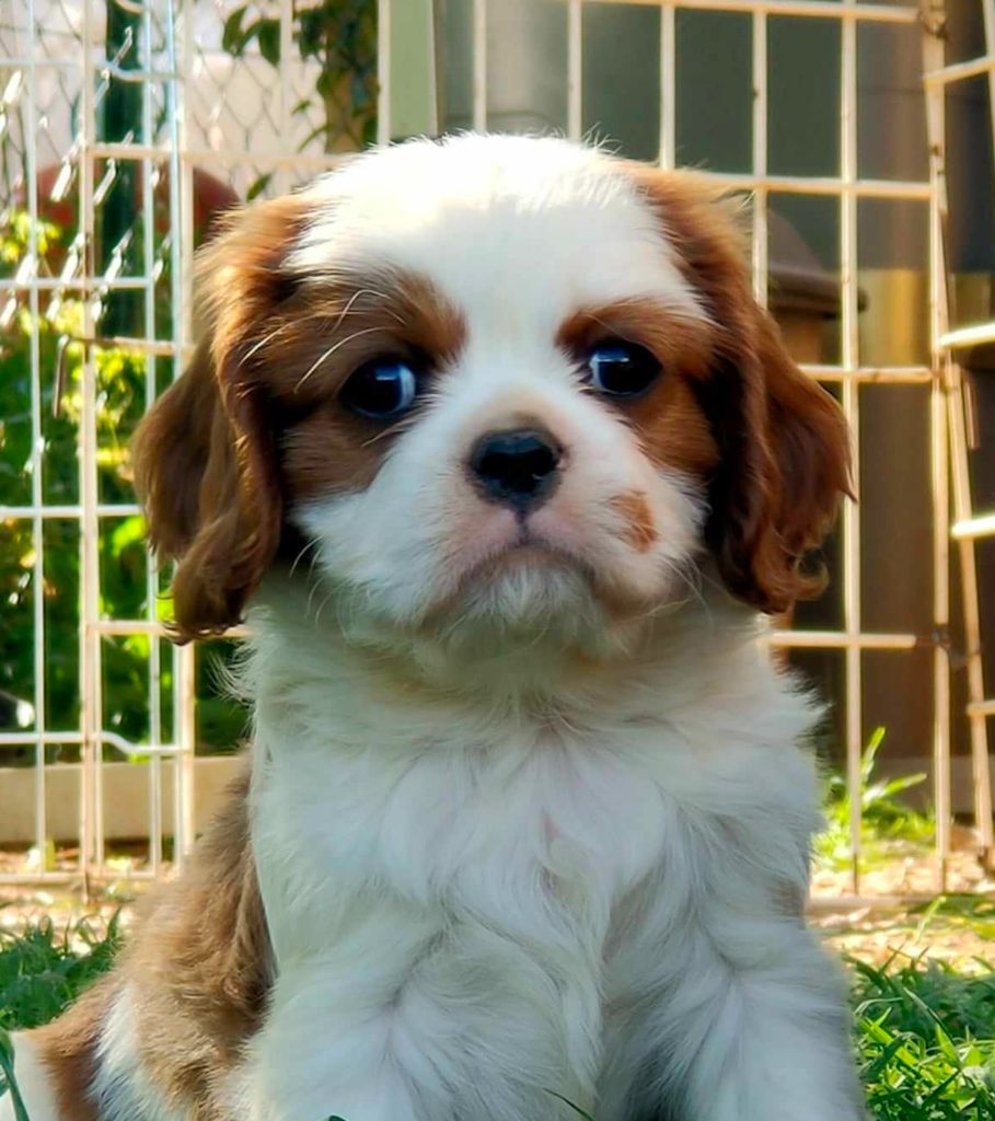 De jamirande - Cavalier King Charles Spaniel - Portée née le 02/04/2024