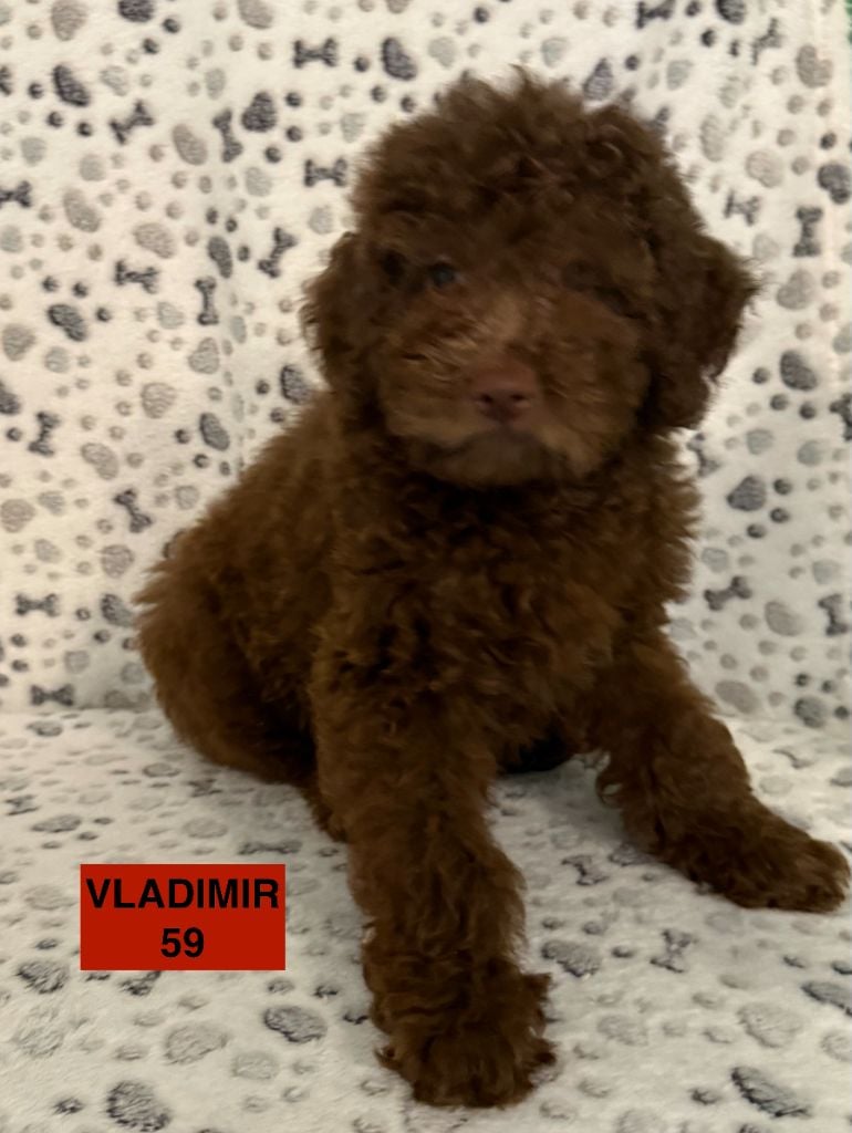 des coleres de Zeus - Chiots disponibles - Lagotto Romagnolo