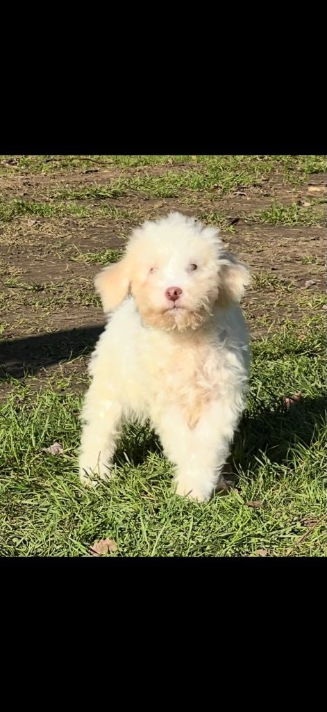 des coleres de Zeus - Chiots disponibles - Lagotto Romagnolo