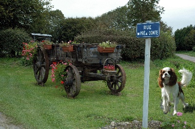 du pré au comte - Origine de mon affixe