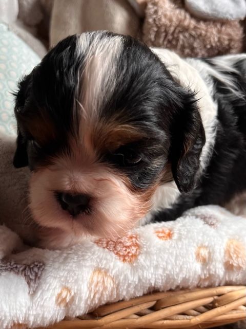 du pré au comte - Cavalier King Charles Spaniel - Portée née le 24/03/2023