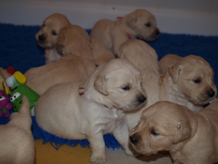 Chiot Golden Retriever du logis d'Ecot