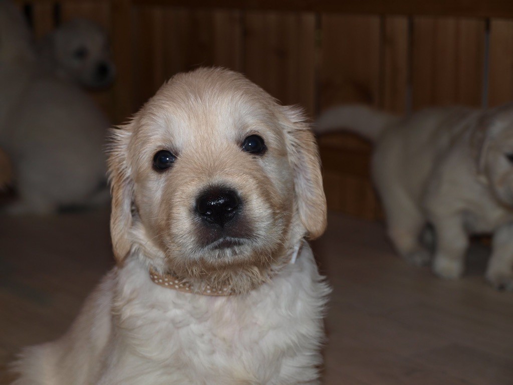 du logis d'Ecot - Golden Retriever - Portée née le 12/01/2020