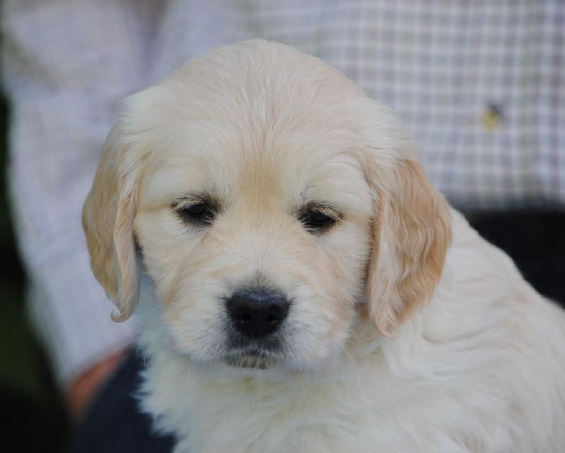 de l'Orfillec - Golden Retriever - Portée née le 06/04/2014