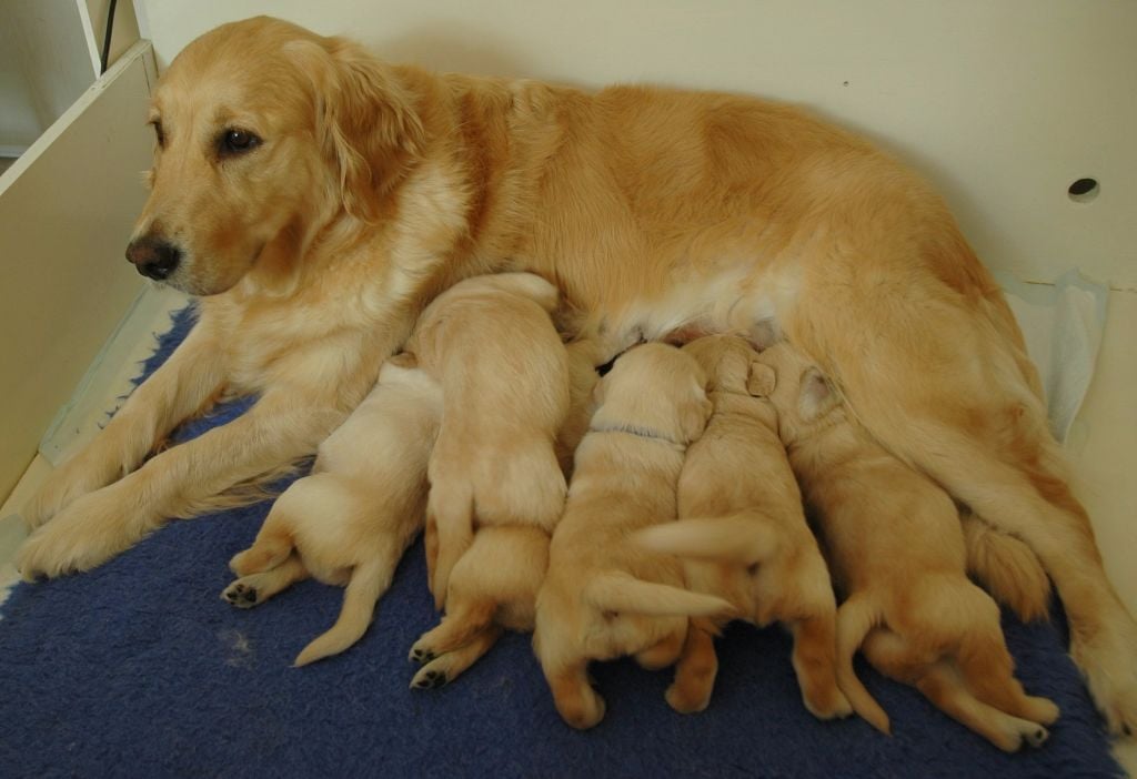 Chiot Golden Retriever de l'Orfillec