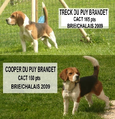 Brevet de chase brie/chalais(16) 2009