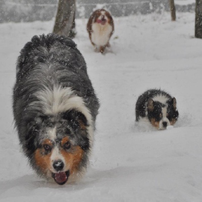 du chemin des korrigans - Korrigans in the snow