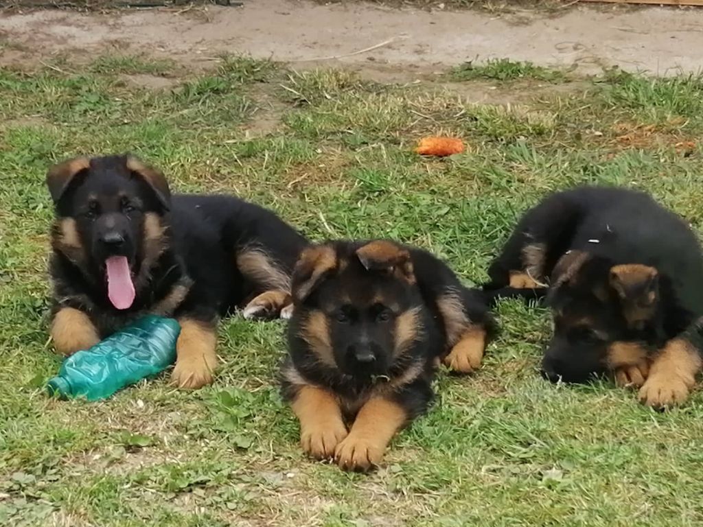 des trois fils Aymonds - BB femelle noire et feu 