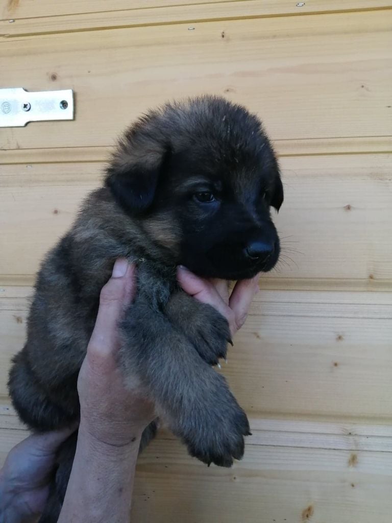 des trois fils Aymonds - BB Male gris charbonné