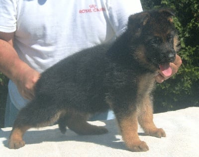 des trois fils Aymonds - chiot male disponible