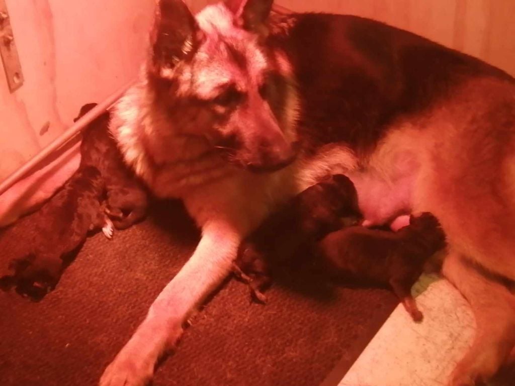 Chiot Berger Allemand des trois fils Aymonds