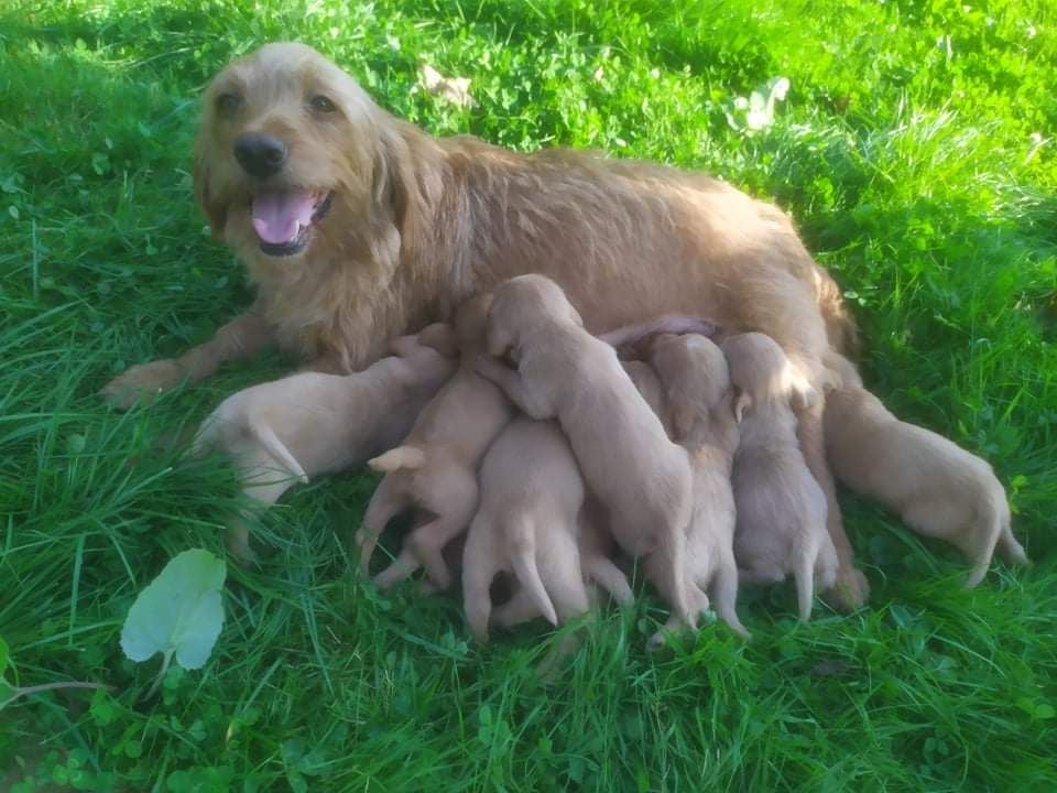 des Gran - Plan - Nikita profite de ce beau soleil pour allaiter ses chiot ?