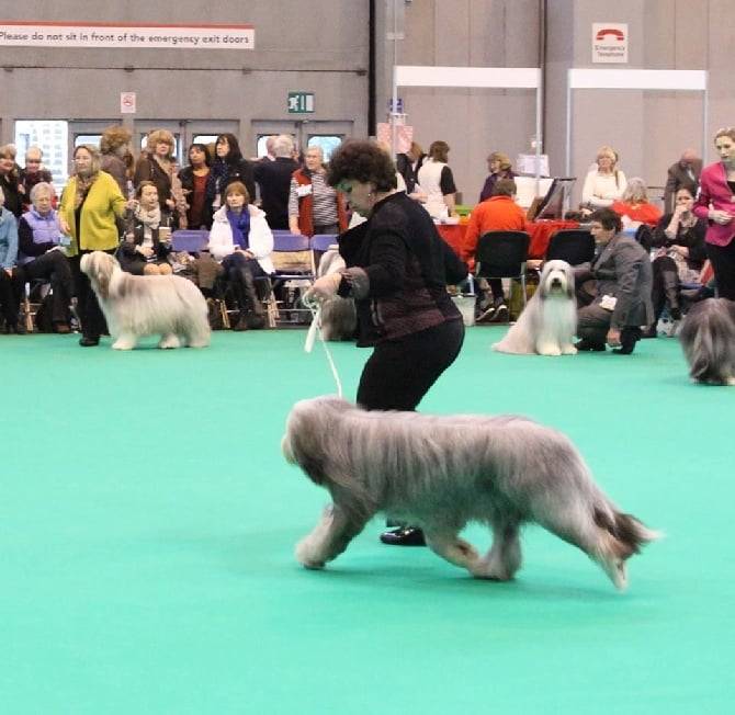 "SHADOW" à la CRUFTS 2014....