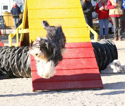 Of still river - photos d'agility: Belle en action...