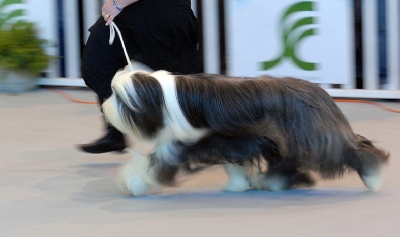 Of still river - CRUFTS 2009