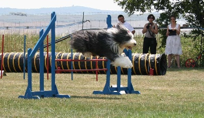 Of still river - Agility Championnat de race Bearded ! !