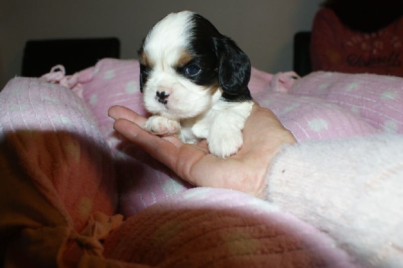 du Mont D'Alesia - Cavalier King Charles Spaniel - Portée née le 13/11/2016