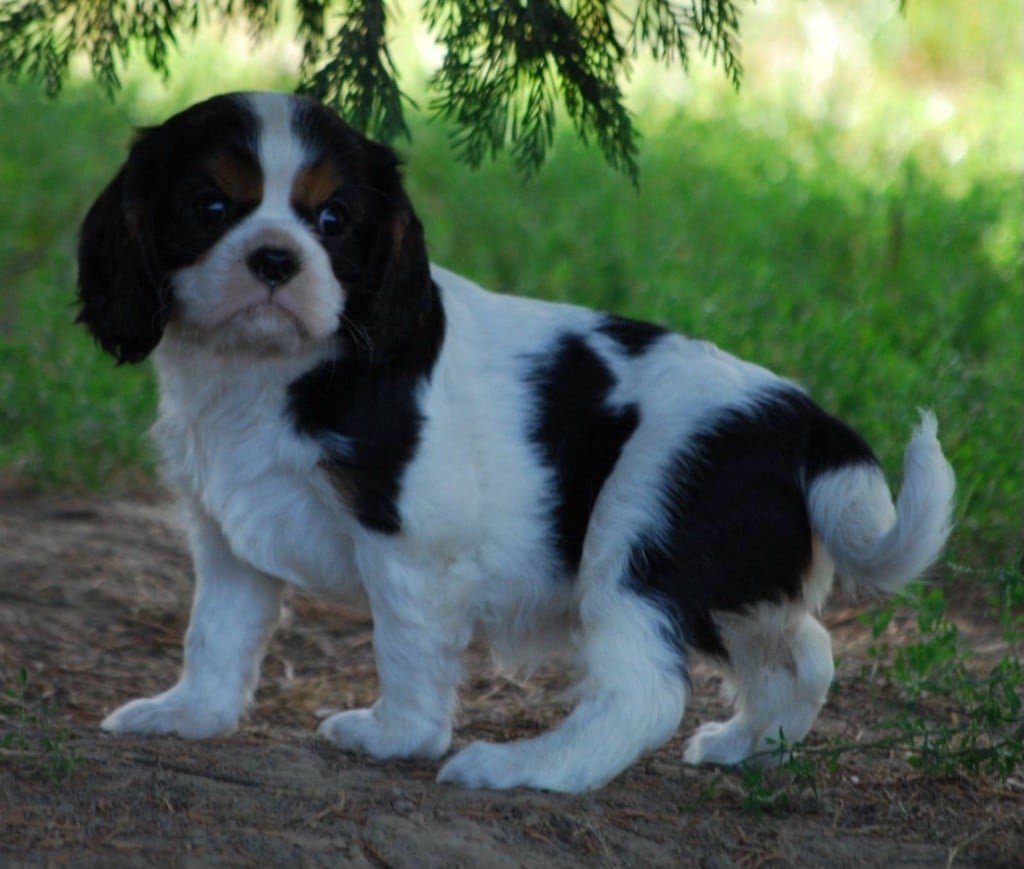 du Mont D'Alesia - Chiots disponibles - Cavalier King Charles Spaniel