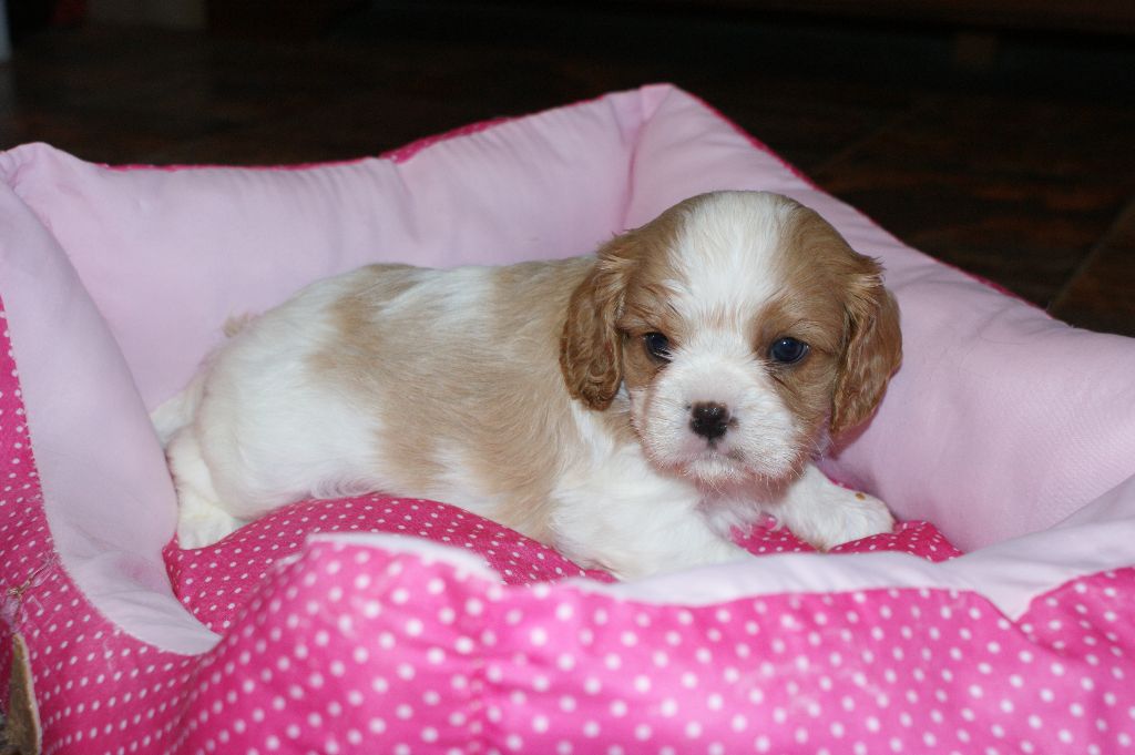 du Mont D'Alesia - Cavalier King Charles Spaniel - Portée née le 03/03/2017