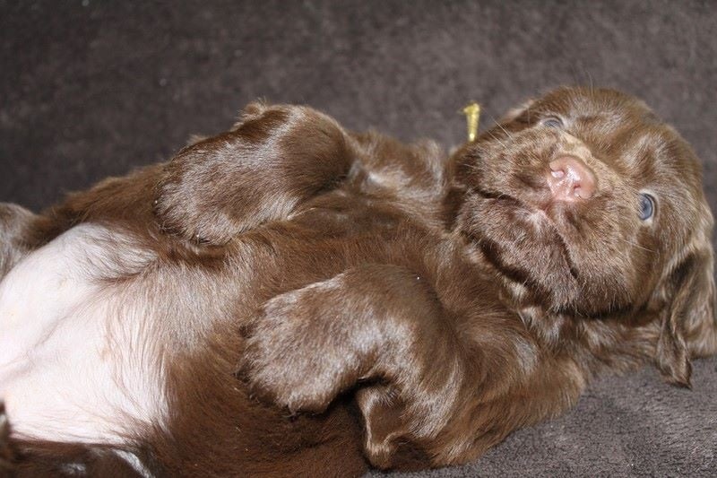 Chiot Sussex Spaniel Des eaux vives