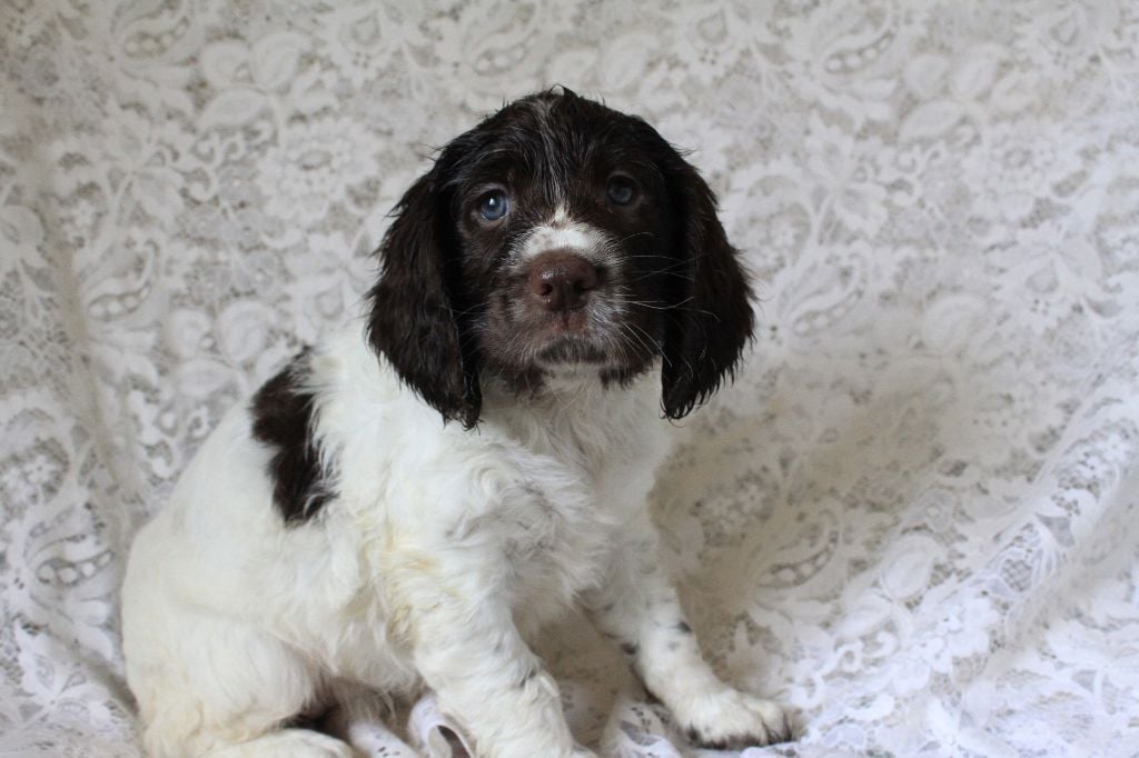 Des eaux vives - Chiots disponibles - English Springer Spaniel