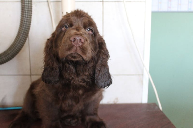 Des eaux vives - Chiots disponibles - Sussex Spaniel