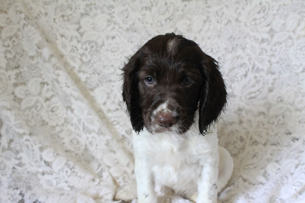 Des eaux vives - Chiots disponibles - English Springer Spaniel