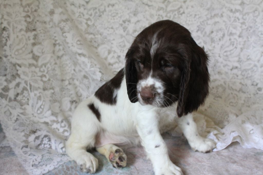 Des eaux vives - Chiots disponibles - English Springer Spaniel