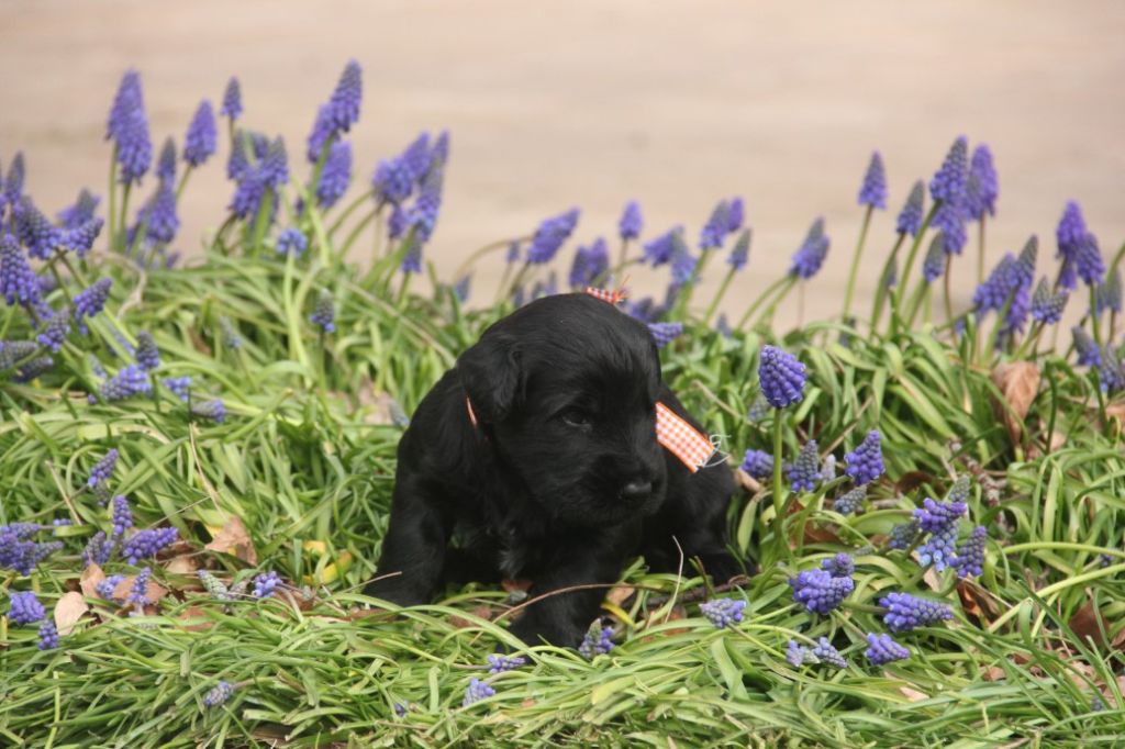 du clos de félines - Chiots disponibles - Berger de Brie