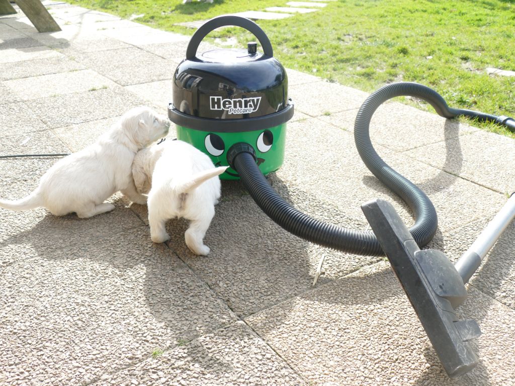 bébés golden et l'aspirateur