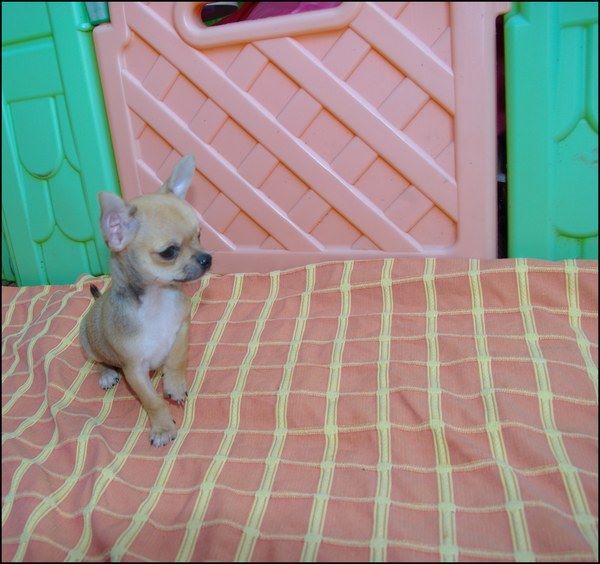 Chiot Chihuahua de la plaine de nay