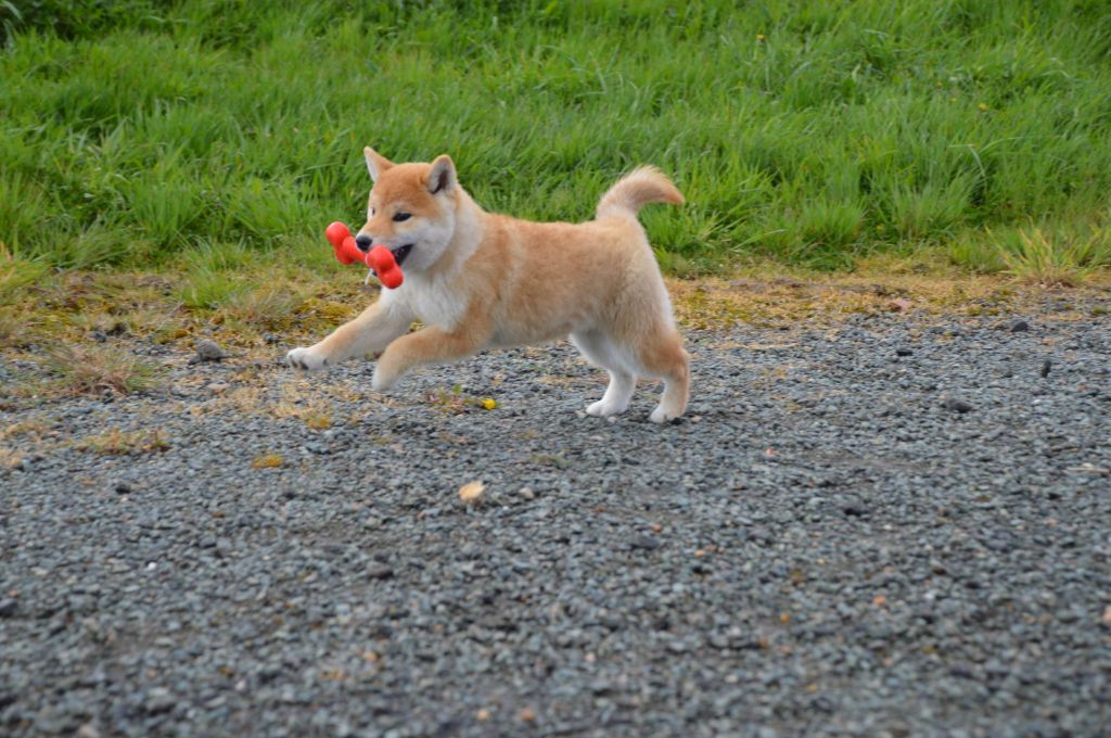 CHIOTS DISPONIBLES