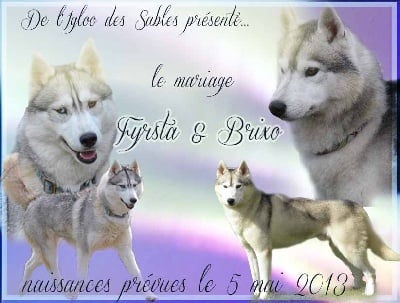 les chiots de fyrsta et de brixo sont nés le 6 mai 13