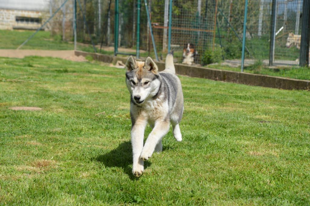 CHIOTS DISPONIBLES