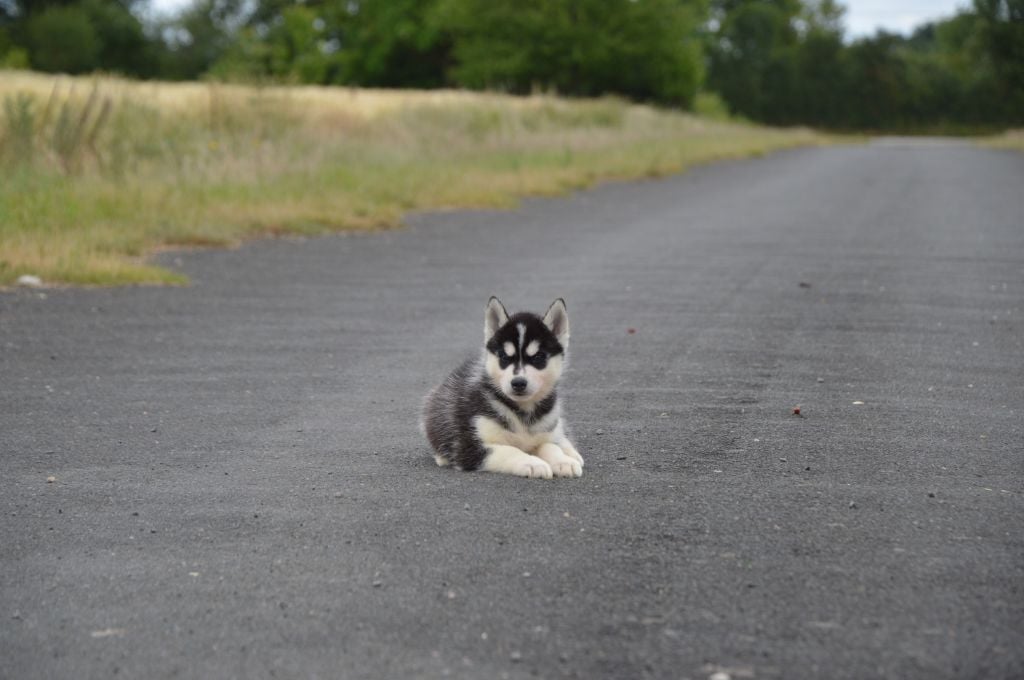 de L'Igloo des Sables - Chiots disponibles - Siberian Husky