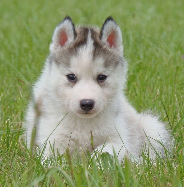 de L'Igloo des Sables - Siberian Husky - Portée née le 28/04/2012